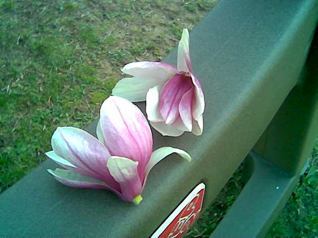 [2008+03+26+Magnolia+Blossoms+from+Thea.jpg]