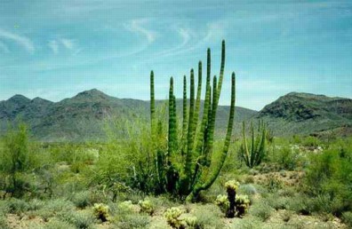 [Sonoran+Desert.jpg]