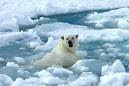 El Polo Norte podría quedarse sin hielo este verano.