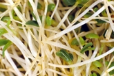 [alfalfa+sprouts.small.jpg]
