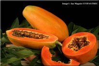 [papaya-small.jpg]