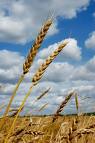 [wheat1.jpg]