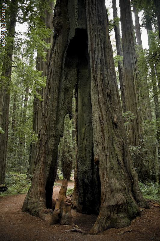 [Redwoods_01.jpg]