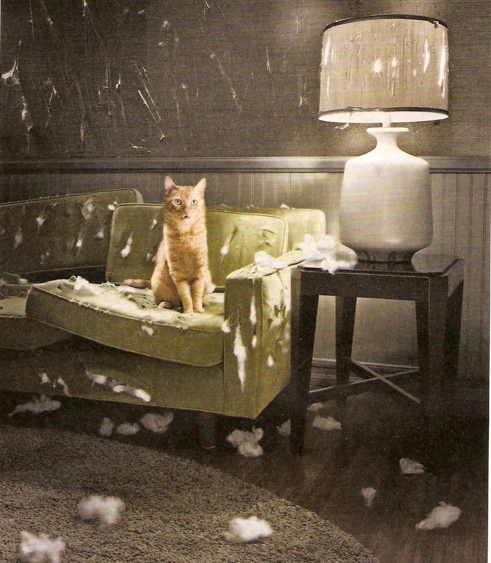 [cat+on+sofa.jpg]