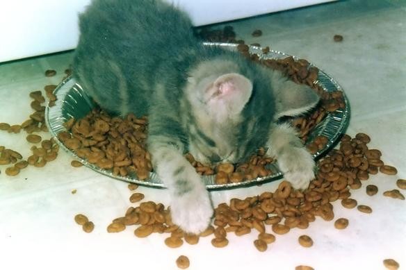 [overeating+kitty+stressed.jpg]