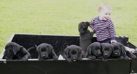 [Joey+and+puppies+in+trailer.JPG]