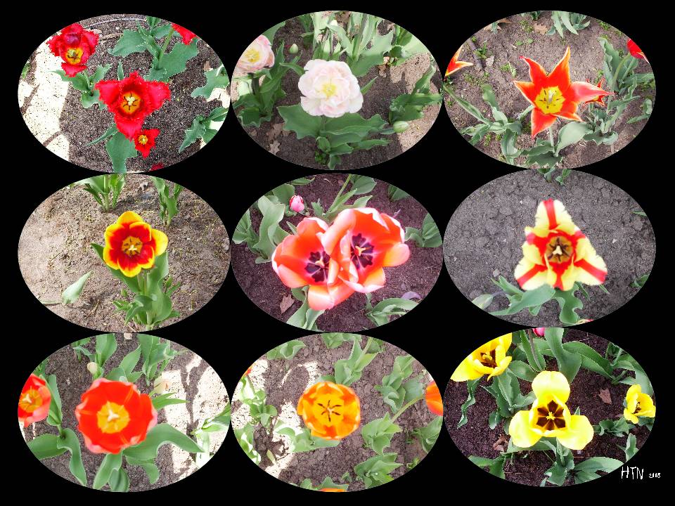 [collage+tulipanes.jpg]