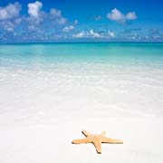[Starfish+on+beach.jpg]