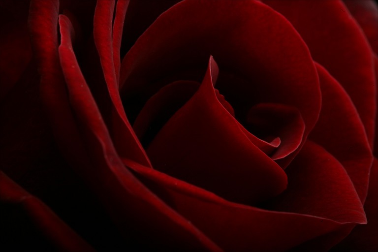[red-roses.jpg]