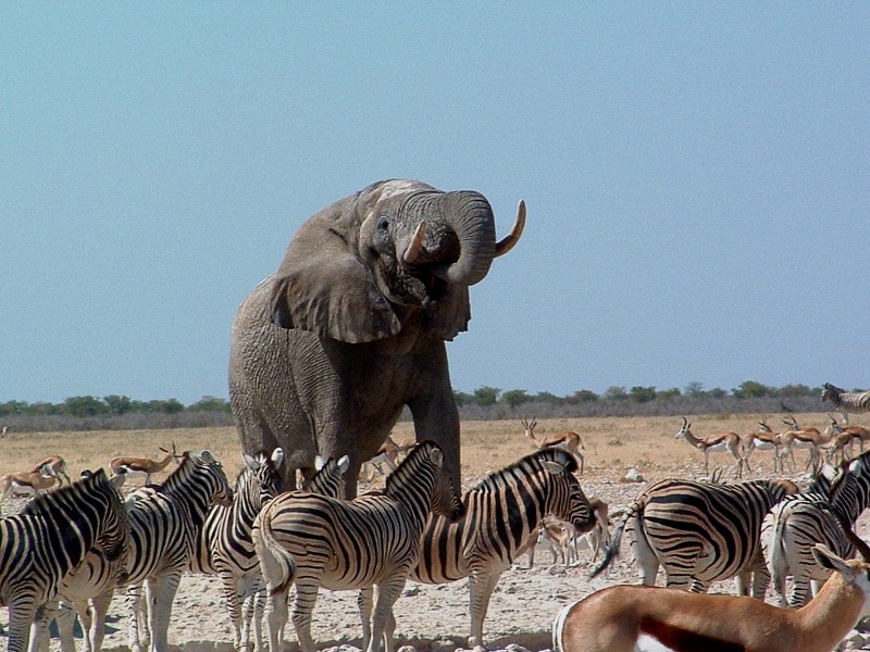 Elefantes, zebras e gazelas