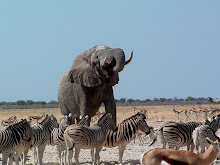 Elefantes, zebras e gazelas