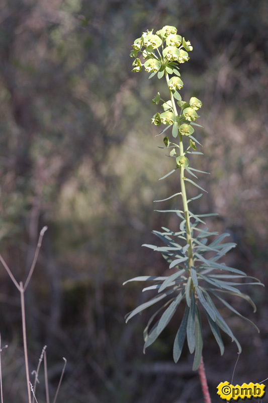 [Euphorbia_characias_2083.jpg]