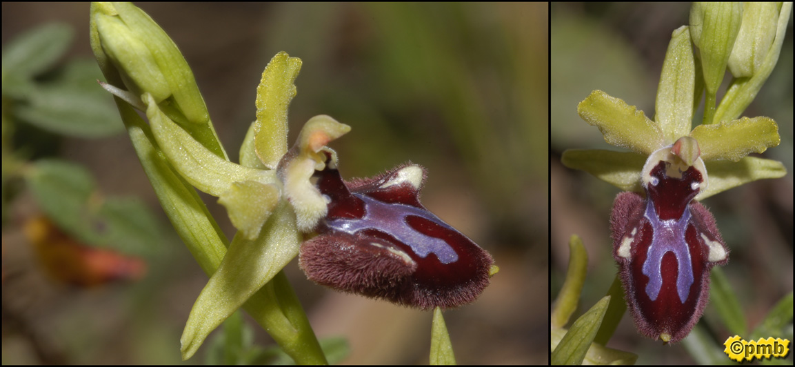 [Ophrys_incubacea_2242_43.jpg]