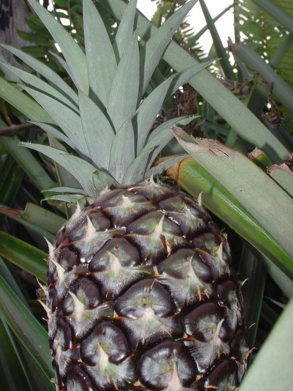 [Pineapple.JPG]