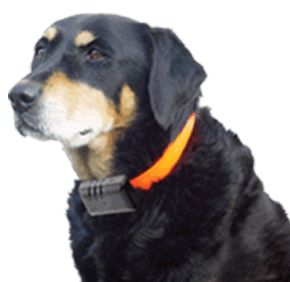[dog+with+shock+collar.jpg]