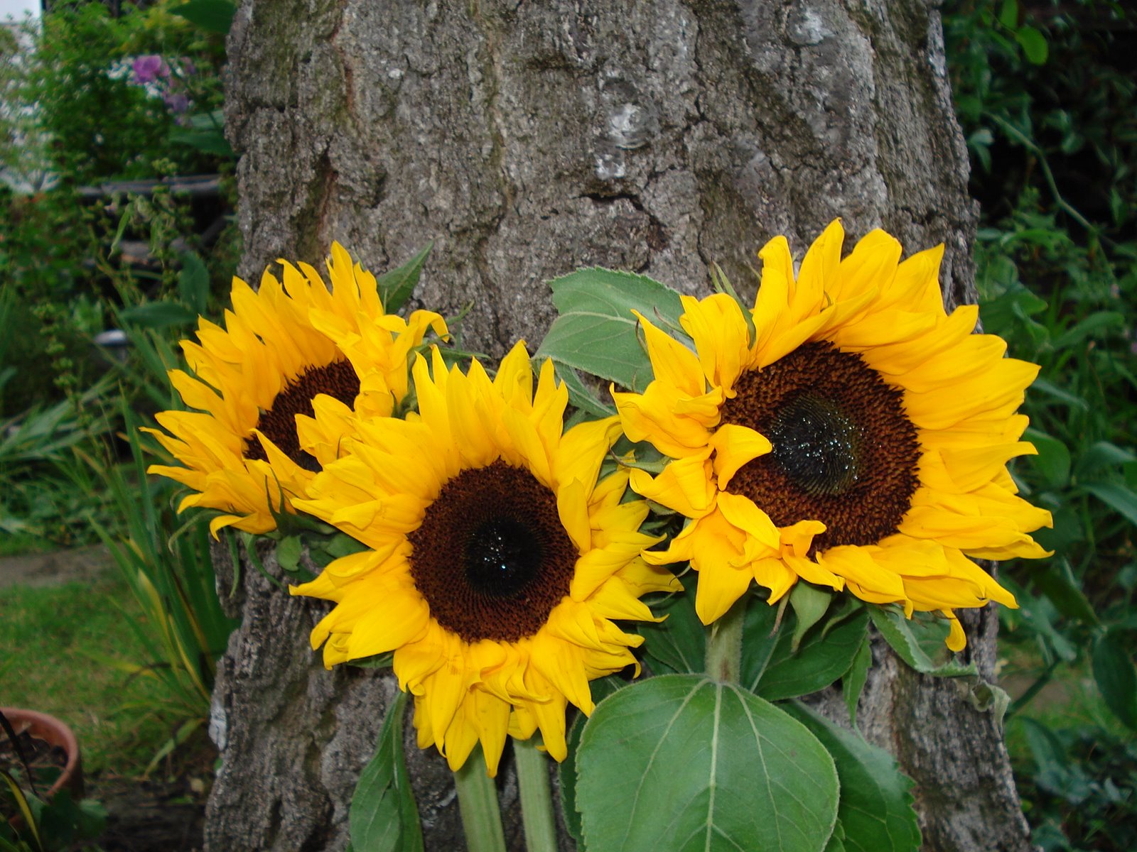 [The+Silver+Birch+and+the+Sunflowers006.jpg]
