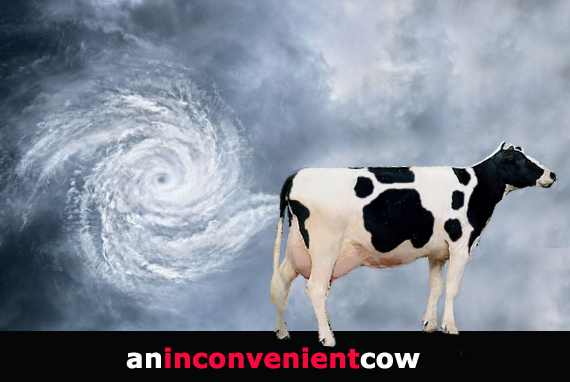 [Inconvenient+Cow.jpg]