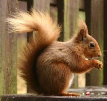 Squirrel of the Week