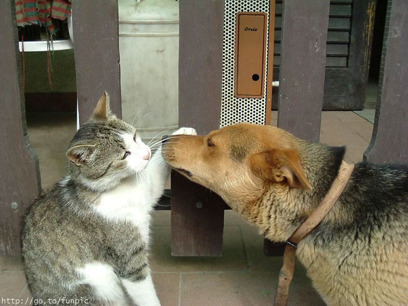 [cat+and+dog.jpg]