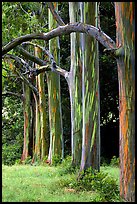 [Rainbow+Eucalytpus+trees.jpg]