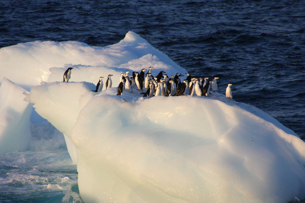 [Dec+30+Penguins+on+ice+2.jpg]