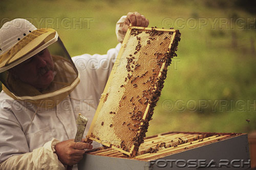 [Abelhas+e+apicultor.jpg]