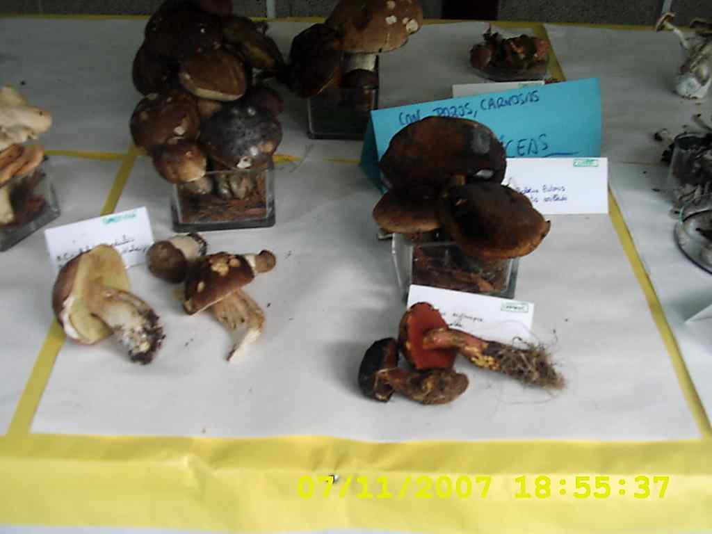 [DSCI0014+cogumelos+2007.JPG]
