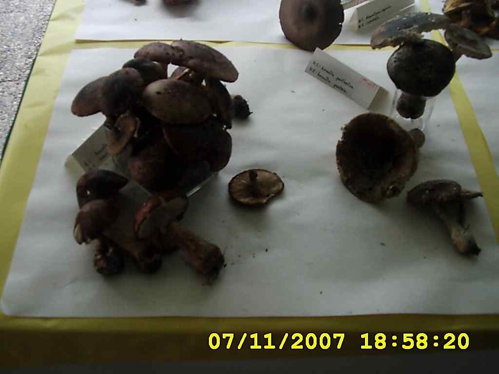 [DSCI0031+cogumelos+2007.JPG]