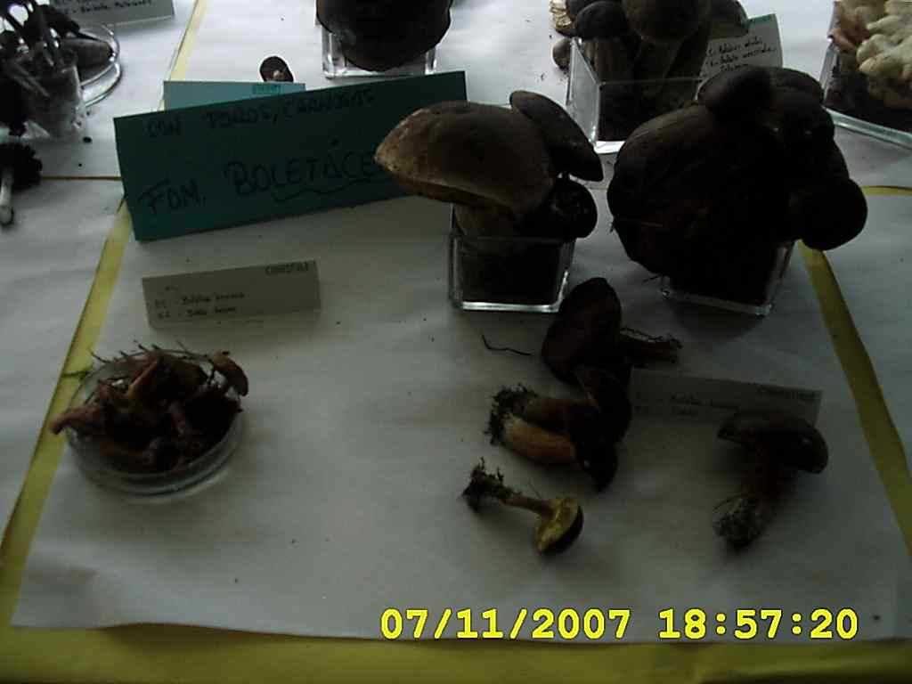 [DSCI0025+cogumelos+2007.JPG]