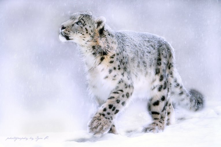 [snow+leopard+yy.jpg]