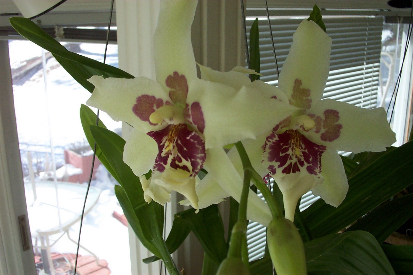 [Orchids+in+Bloom+002.jpg]