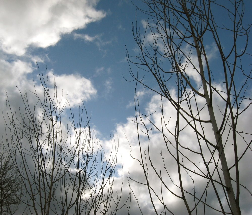 [birches+and+sky.jpg]