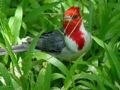 [bird_cardinal08_redcap_small.jpg]