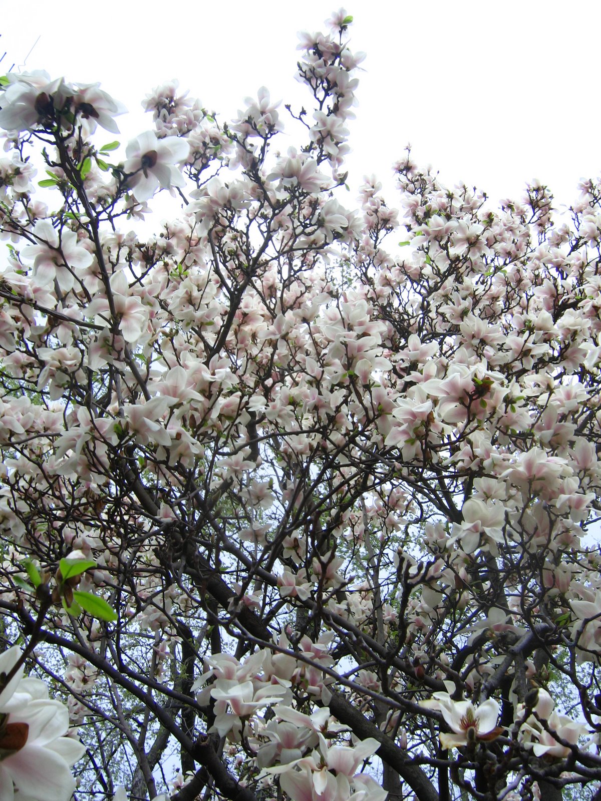[magnolia+tree+2.jpg]