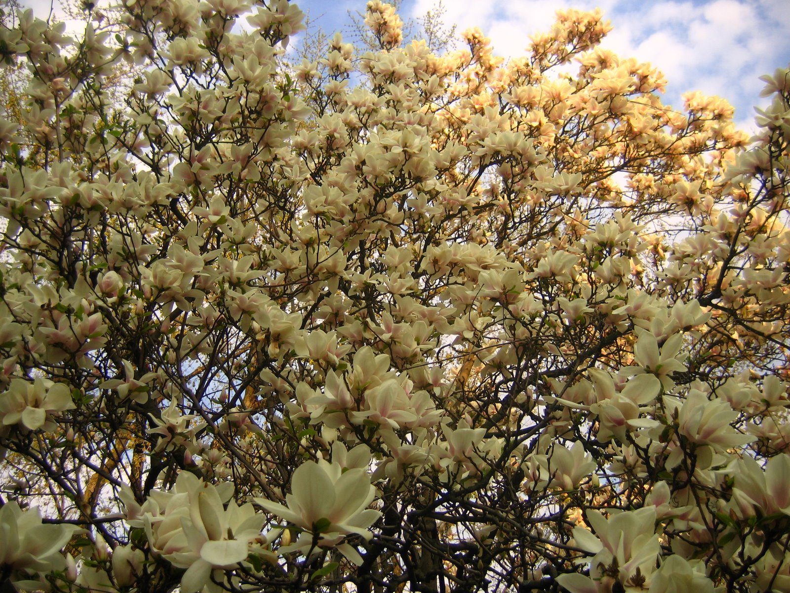 [magnolia+tree.jpg]