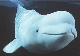 [beluga+whale.jpg]