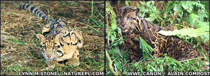 [new+species+of+leopard.jpg]