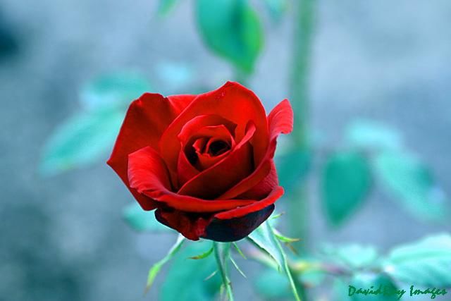 [Red+Rose+1,640-480.jpg]