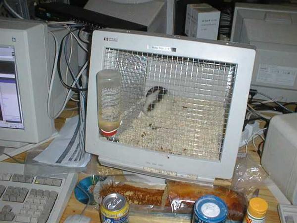[hampster+cage.jpg]