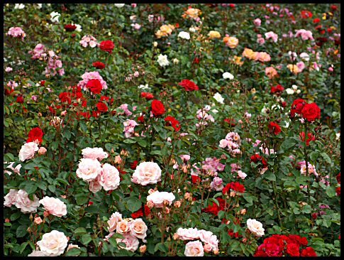 [rose_garden_1_103.jpg]