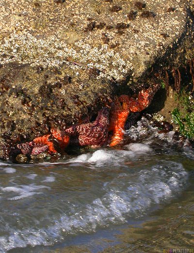 [starfishes-seesterne-beach-strand-oregon-coast-near-newport-oregon-usa-dscn3911.jpg]
