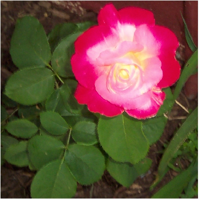 [rose2007.jpg]