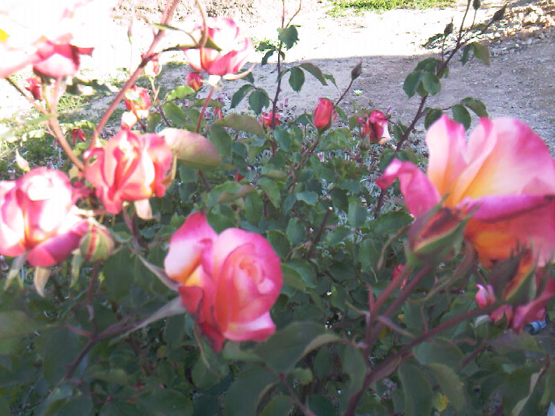 [91+anoa+bi+luz-rosas+quintal-delia+007.jpg]