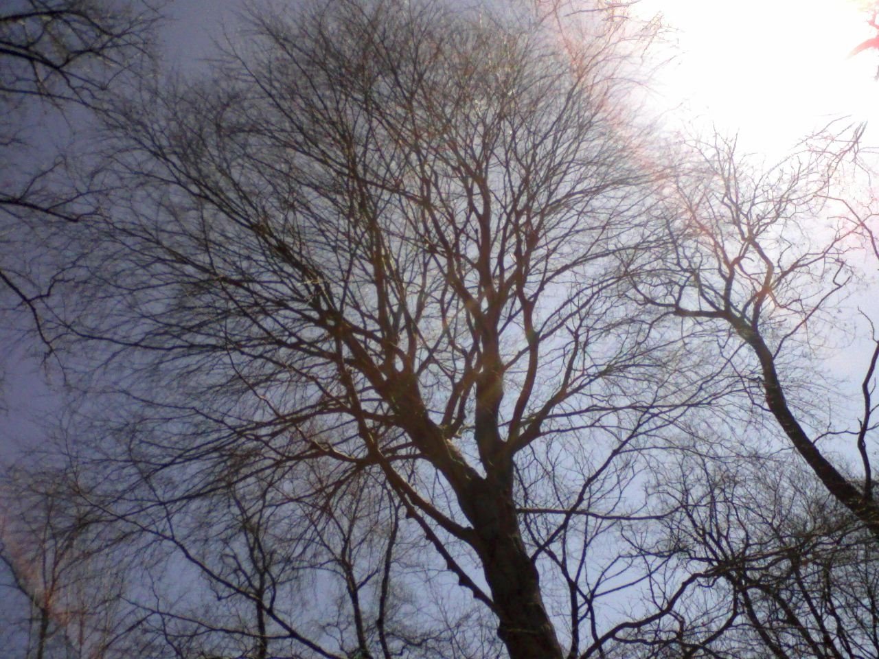 [Sunny+Tree.JPG]