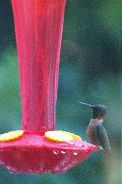[Hummingbird.jpg]