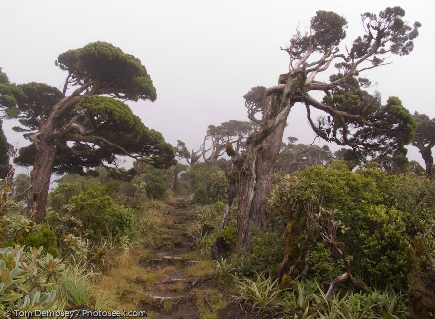 [07NZ_6188_twisted_trees_Pouakai,Mt+Taranaki+in+Mount+Egmont+National+Park,NZ,NORTH+ISLAND.jpg]