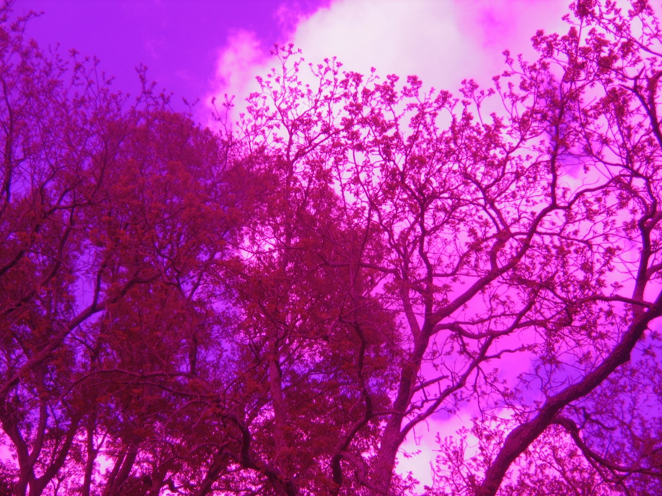 [pink+trees.jpg]