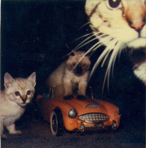 [cats+1986.jpg]