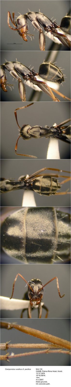 [Camponotus+vestitus+pectitus+MJL130+photomontage+linear.jpg]