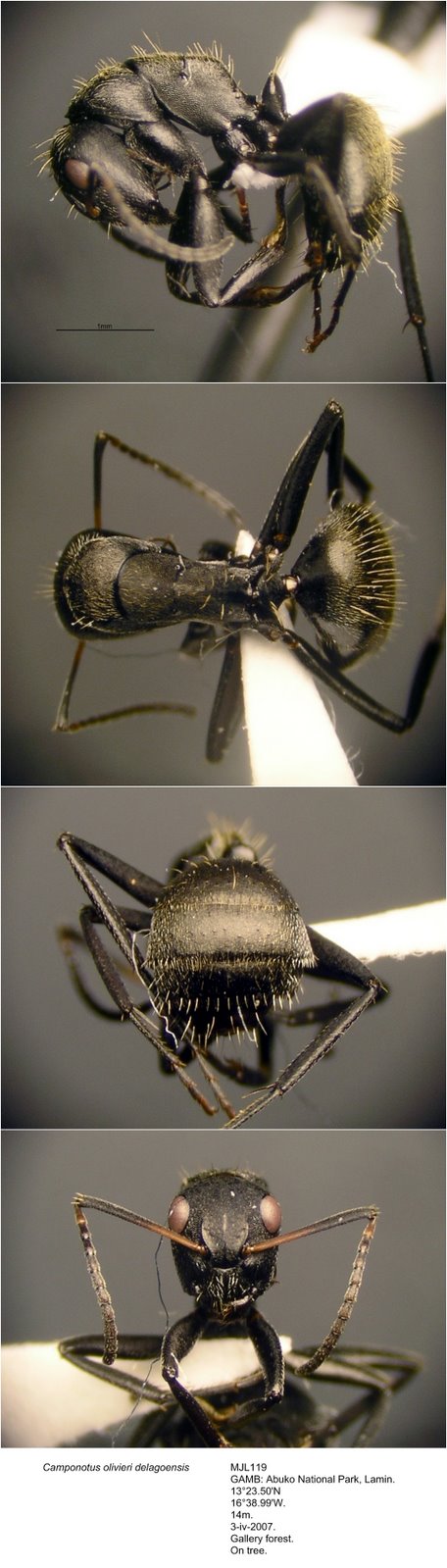 [Camponotus+olivieri+delagoensis+MJL119+photomontage+linear.jpg]